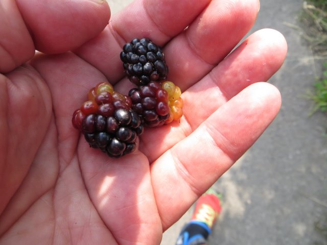 Brombeeren