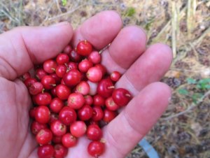 Preiselbeeren