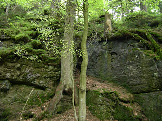 Joggingtour von Bodenmais auf den Arber