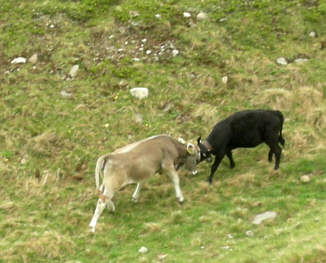 Belalp - Tour