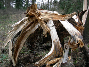 Frankenweg von  Egloffstein nach Lillinghof