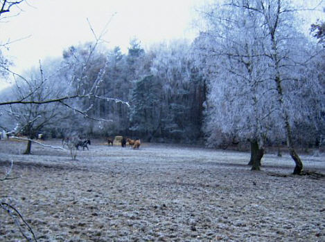 Pferde auf der Wiese