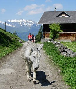 Vom Liechtenstein Marathon 2005