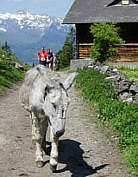 Beim Liechtenstein - Marathon 2005