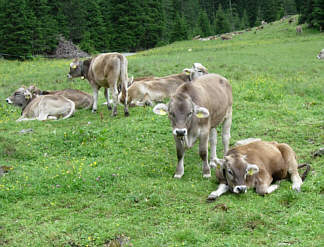 Vom Montafon Arlberg Marathon 2005