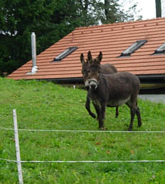 Vom Voralpenmarathon 2005