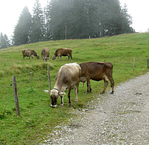 Gebirgsmarathon Immenstadt 2006