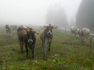 Jungfrau Marathon 2006