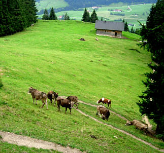 Immenstädter Gebirgsmarathon 2008