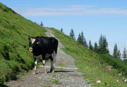 Immenstädter Gebirgsmarathon 2008