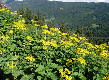 Immenstädter Gebirgsmarathon 2008