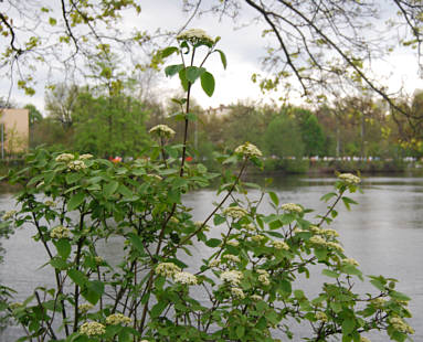 Nrnberger Firmenlauf 2008