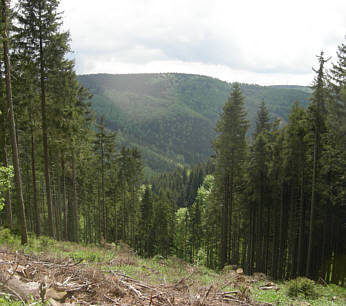 Rennsteig - Supermarathon 2008