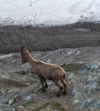 Zermatt - Marathon 2008