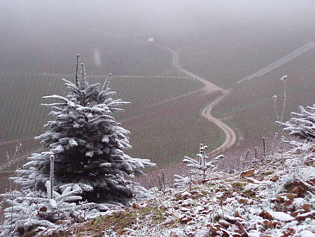 Eisweinlauf 2009