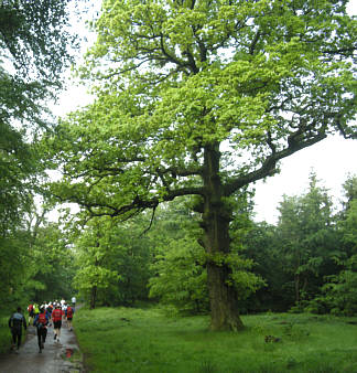 Rennsteig Supermarathon 2009