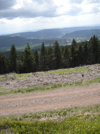 Rennsteig Supermarathon 2009