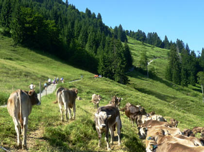 Alpin-Marathon Oberstaufen 2010