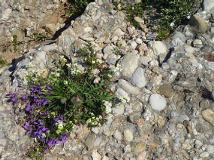 Alpin-Marathon Oberstaufen 2010