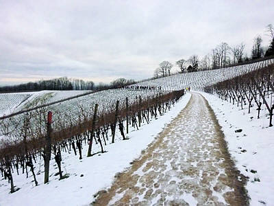 Eisweinlauf 2010