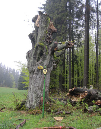 Rennsteiglauf 2010