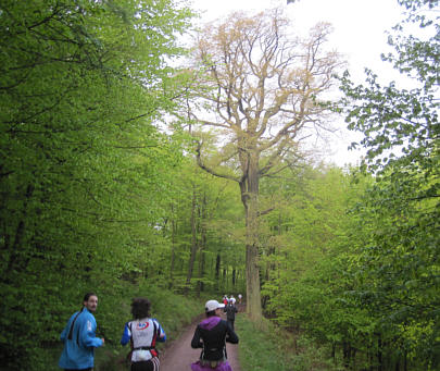 Rennsteiglauf 2010