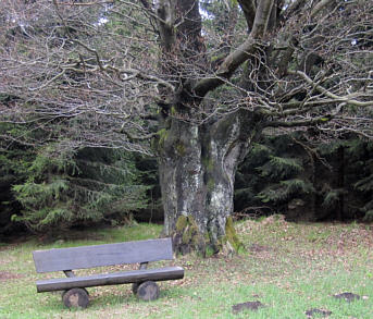 Rennsteiglauf 2010