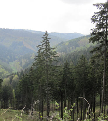 Rennsteiglauf 2010