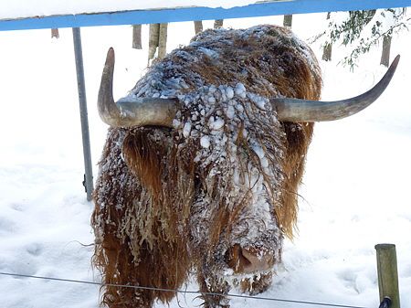 Winterlaufen