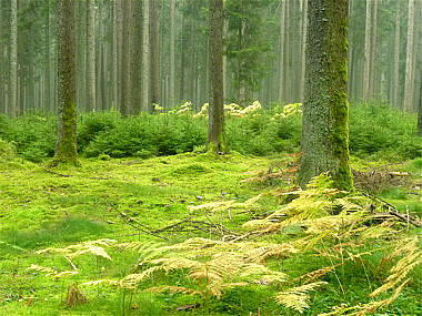 Schwarzwald-Marathon 2010