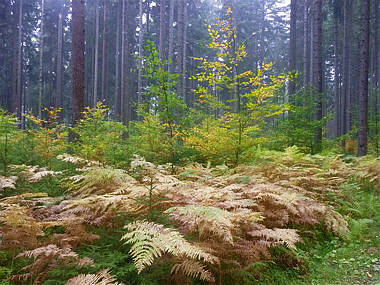 Schwarzwald-Marathon 2010