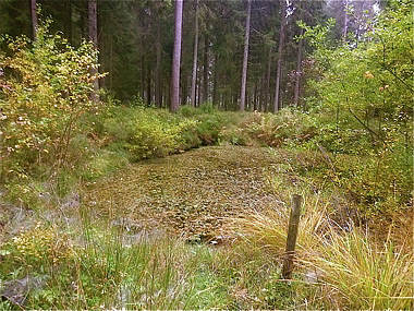 Schwarzwald-Marathon 2010