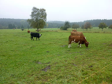 Schwarzwald-Marathon 2010