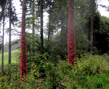 Wrthersee Ultratrail 2010