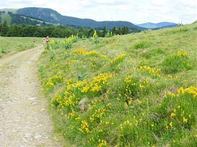 Mara-Trail Ballon d'Alsac