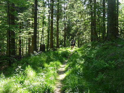 Black Forest Trailrun 2011