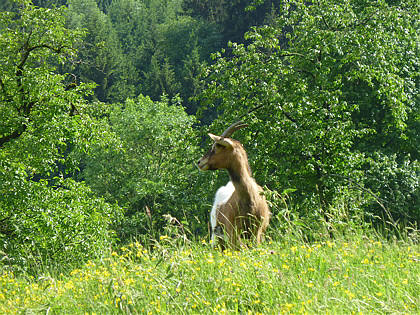 Black Forest Trailrun 2011