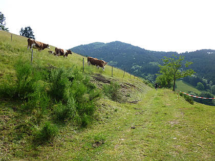 Black Forest Trailrun 2011