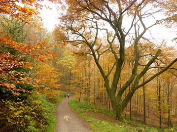 Rntgenlauf 2011