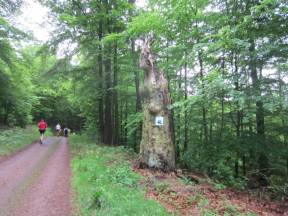 Rennsteiglauf am 12.05.2012