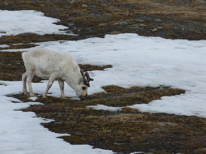 Spitzbergen Marathon 2012