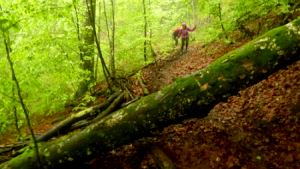 Black Forest Trail Maniak 2013
