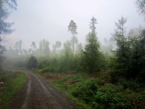 Burgwald Marathon am 25.08.2013