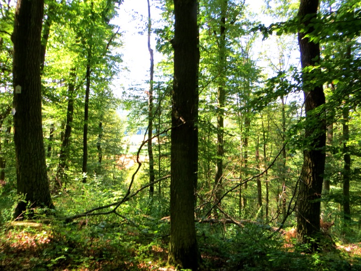 Altmühltrail 2014