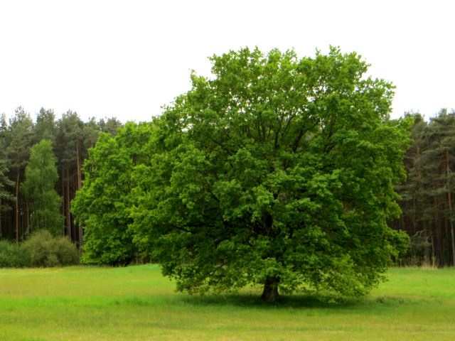 Mittelfränkischen Orientierungsultralauf vom 03.05 - 04.05.2014