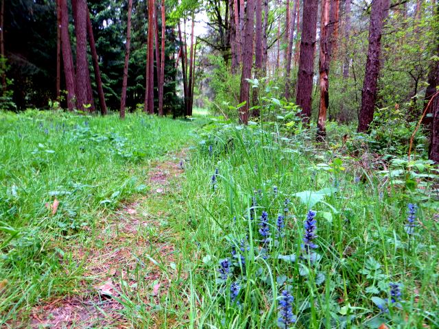 Mittelfränkischen Orientierungsultralauf vom 03.05 - 04.05.2014