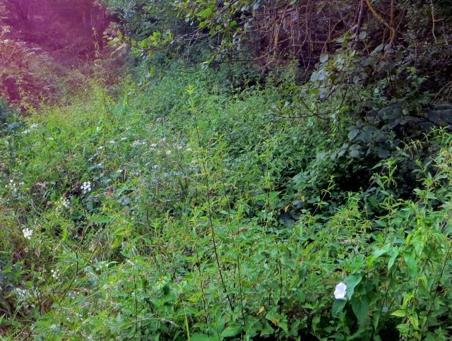 Unterfränkischer Orientierungsultralauf vom 02.08 - 03.08.2014