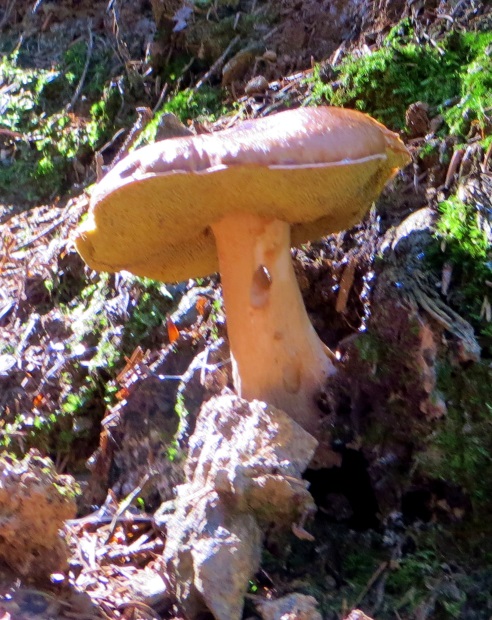 Joggingtour am 18.09.2014 im Bayerischen Wald von Unterried über Mais nach Frath