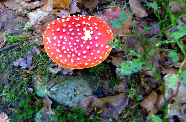 Joggingtour am 18.09.2014 im Bayerischen Wald von Unterried über Mais nach Frath