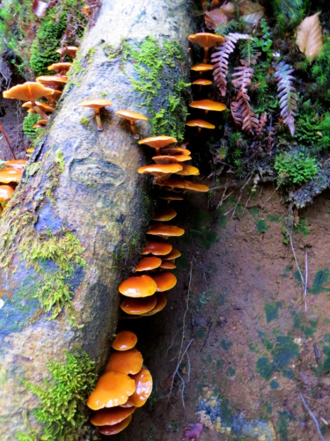 Joggingtour am 18.09.2014 im Bayerischen Wald von Bodenmais zum Arber